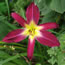 Hemerocallis Frankie's Fantasy